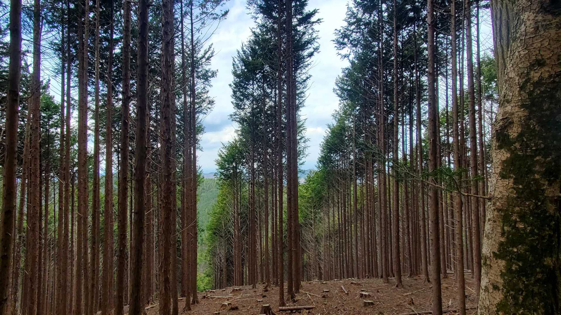 整列🌲