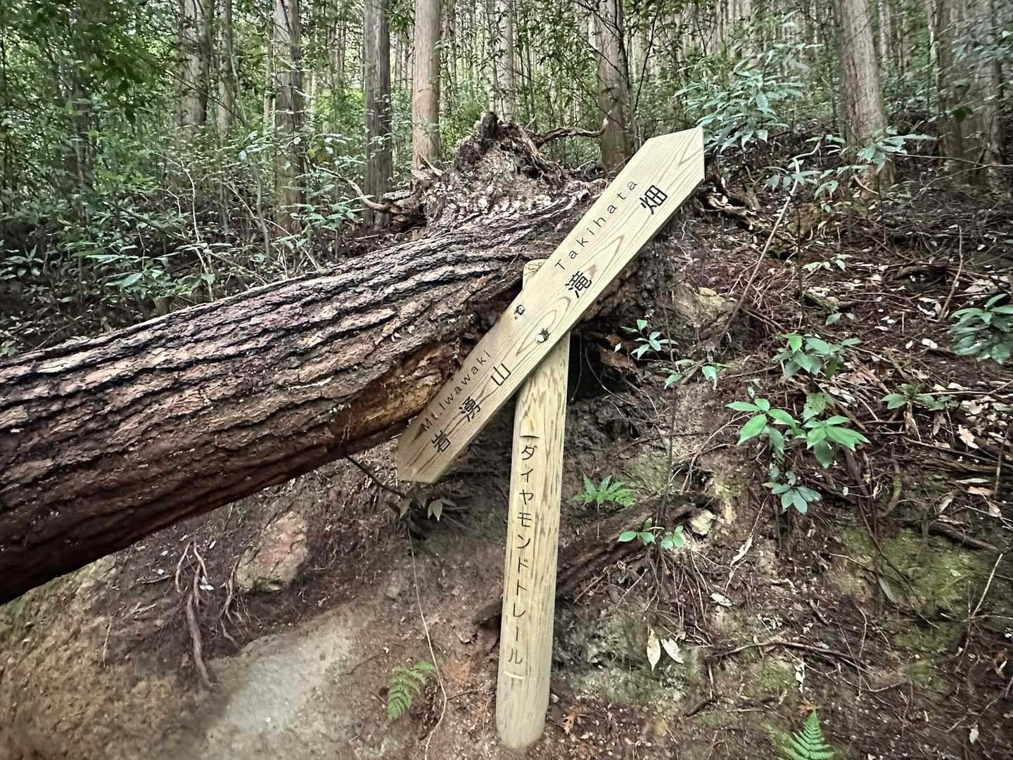 倒木にチョップされた道標も久しぶり😆