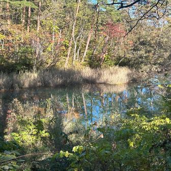 赤沼　名前の由来は、沼の周りの植物の根っこが茶色からきてるらしい　水が赤色と想像したけどグリーン