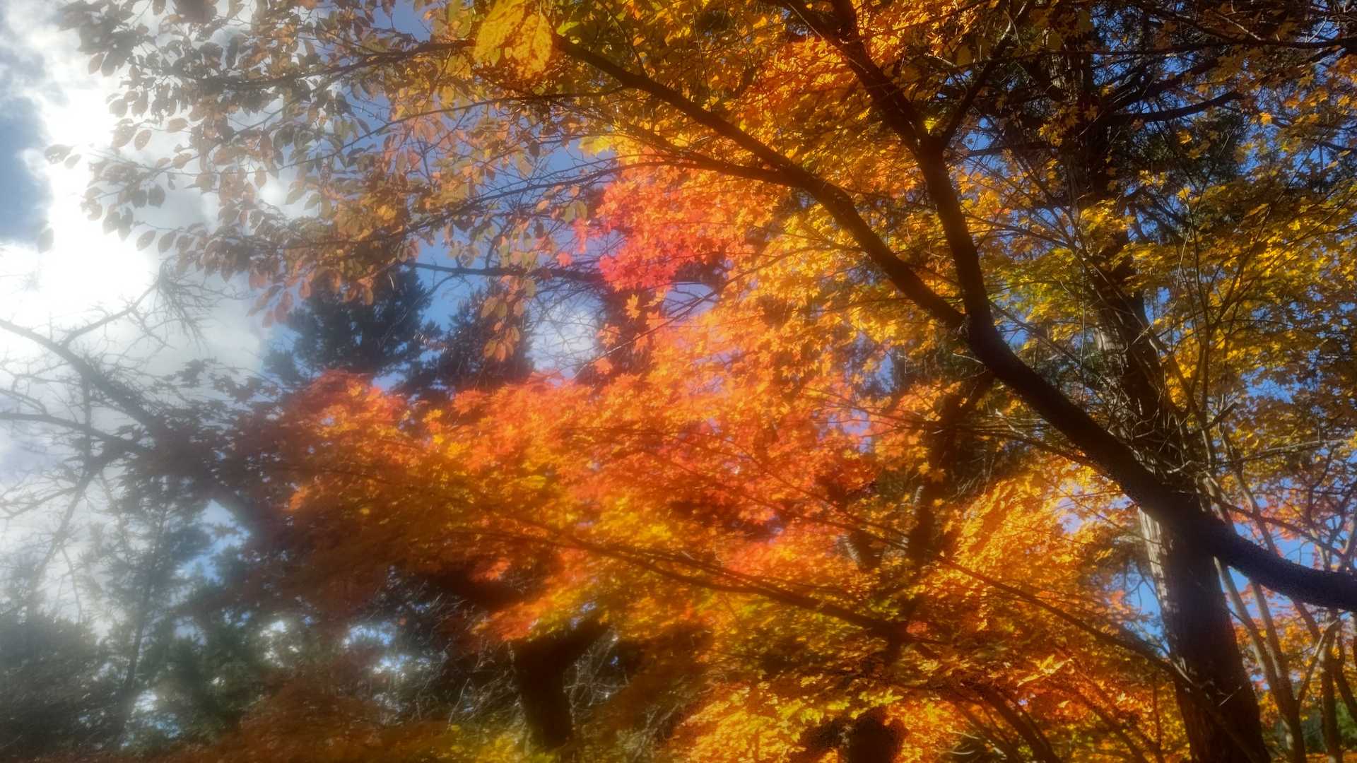 🍁🍁🍁✨🎶🤩