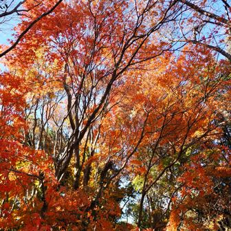 遠望峰山山頂周辺の紅葉