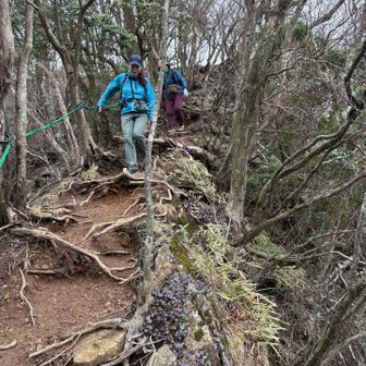 登りルートとは違い根が張った急傾斜😱