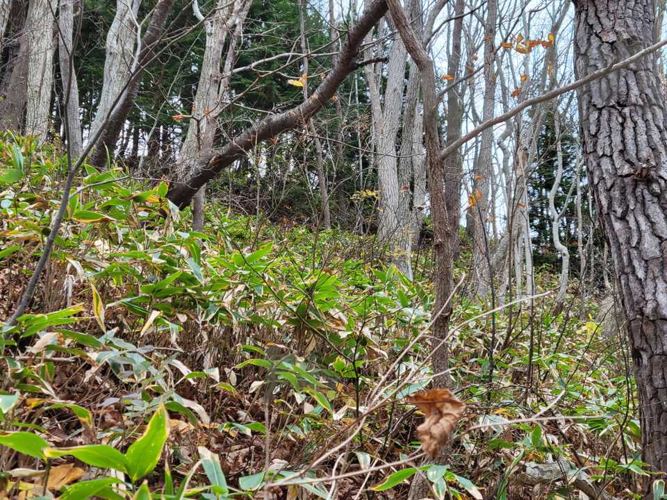 この上あたりが山頂⛰️
ノン抱っこしてるし、☂️降りそうだから…
ここをぉ～山頂とするっ‼️