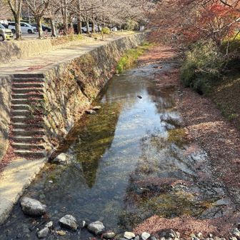 駐車場の側に川が流れてて川の左は葉っぱのない木なのにお花が咲いてるように見える🌸
右側は紅葉の葉っぱ🍁