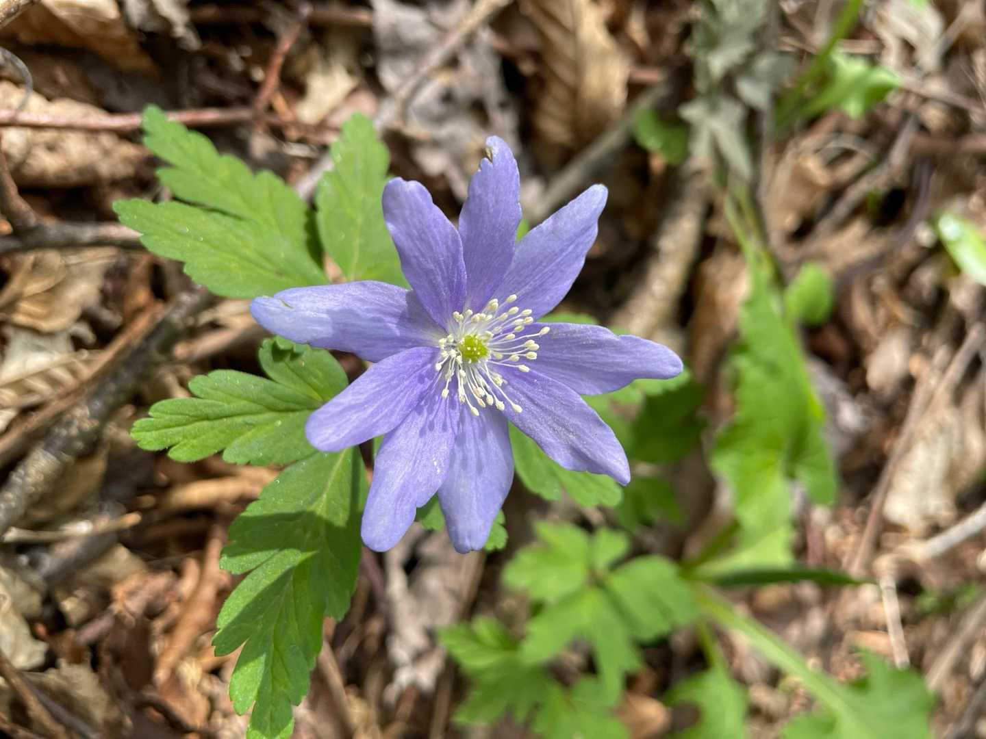 💜