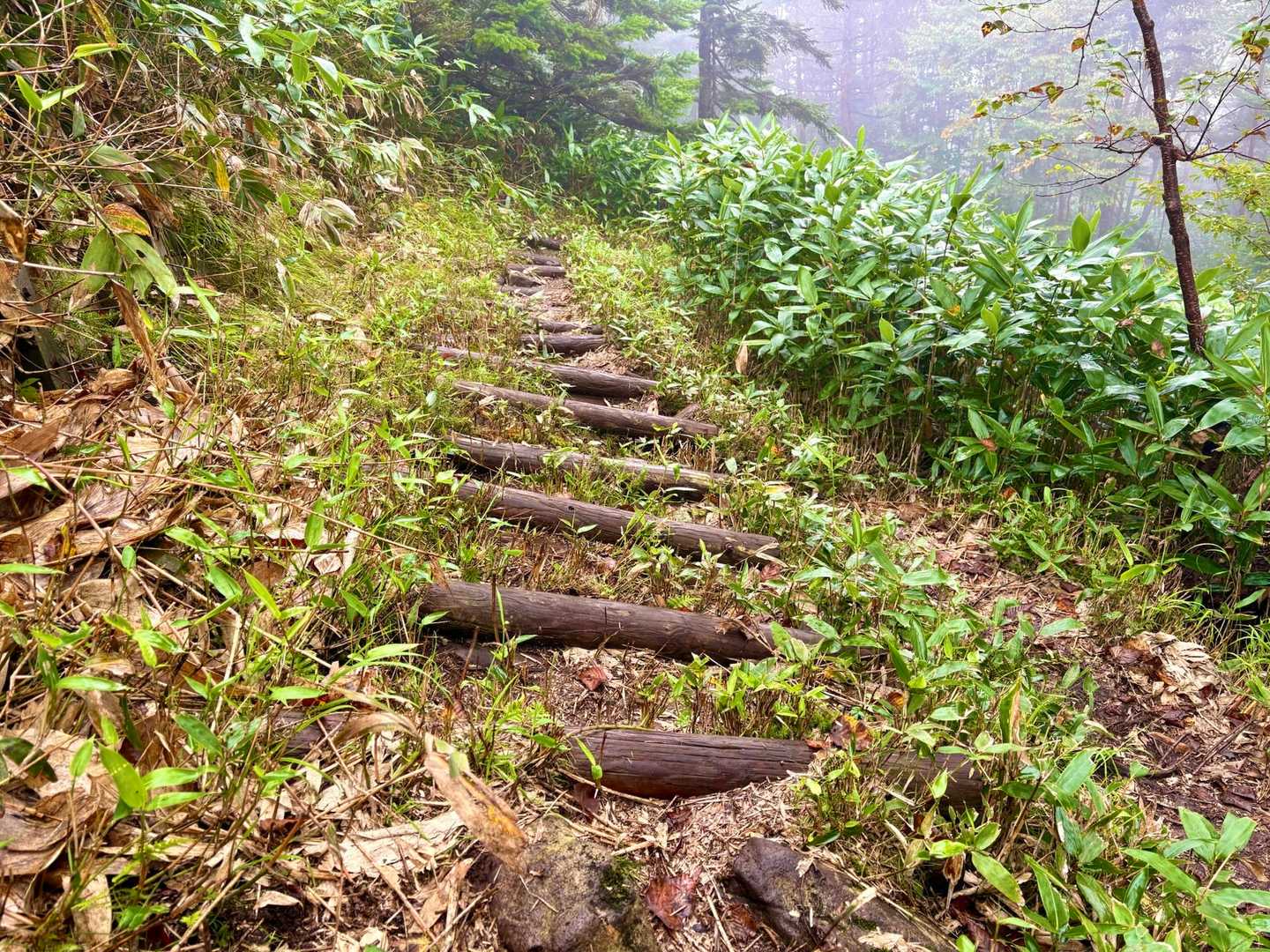 四阿山 往復コースの写真