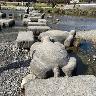 亀🐢さんの背中をお借りして渡ります🐢