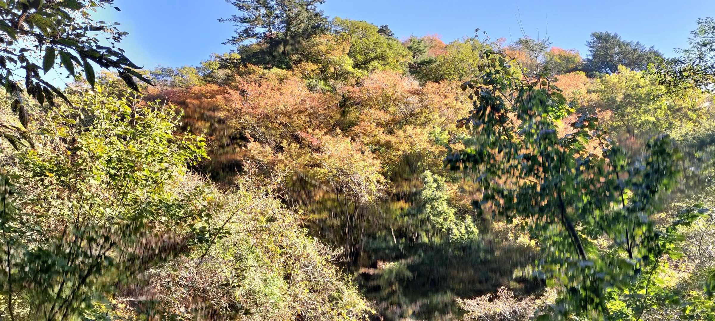 金糞峠まで紅葉に挟まれて😍幸せゾーンです