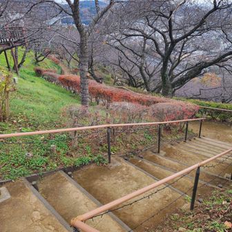 ヤマップの下山ルートはこの花壇の中の階段を降りる様です。知らなくて自動車道を少し降りてしまいました。