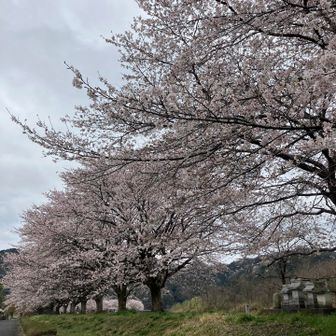 土手沿いの桜