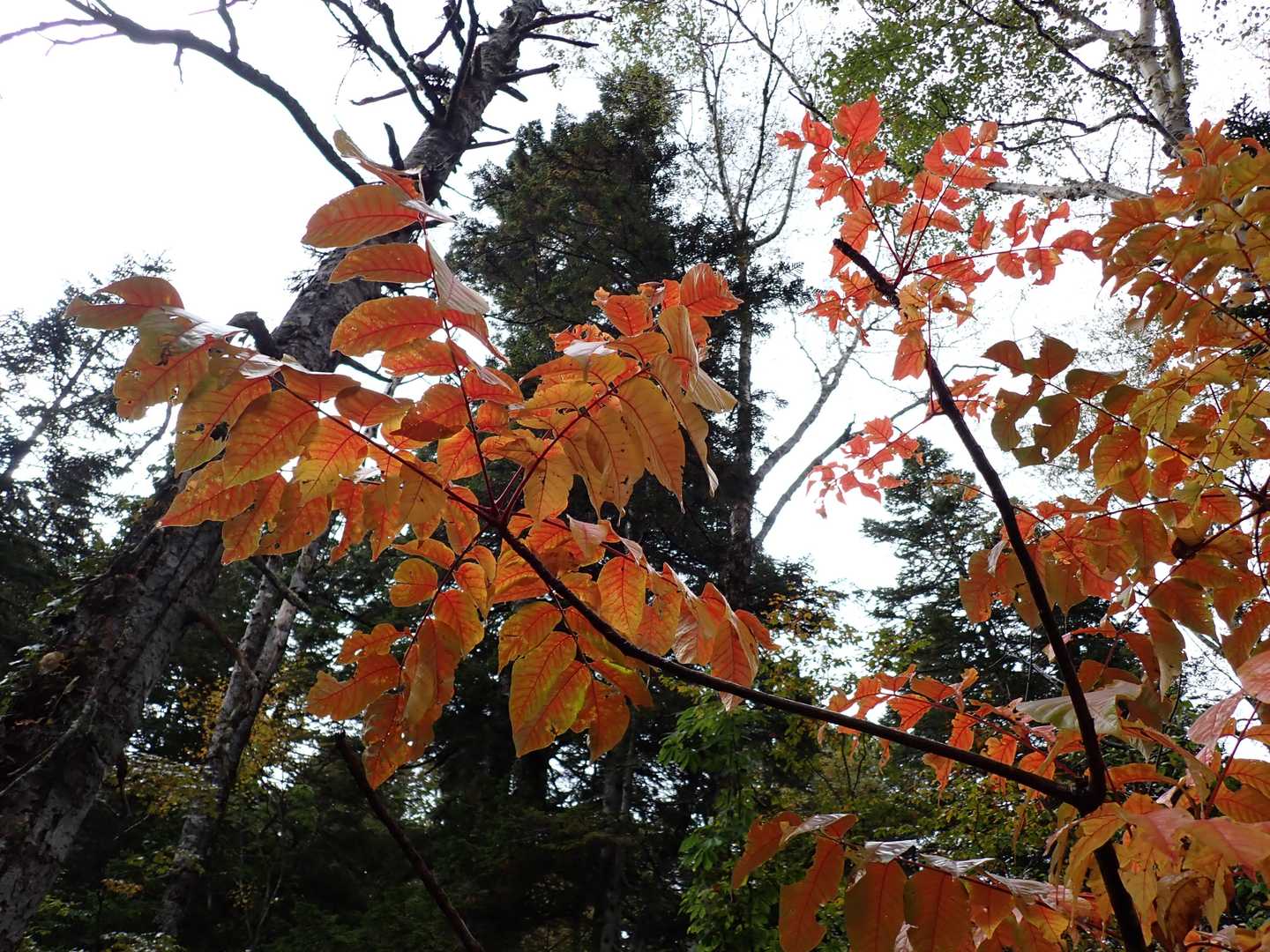 マズマズの色付き