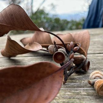 不作と言われてるドングリも　この辺りは沢山あります😊