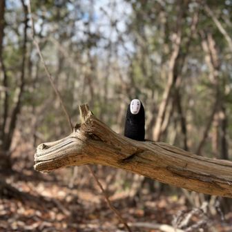 で、数歩で目に留まったこの枝🪾👀‼︎
龍🐉のような蛇🐍のような馬🐴のような🪾無理矢理だけど、辰→巳→午🤩✨