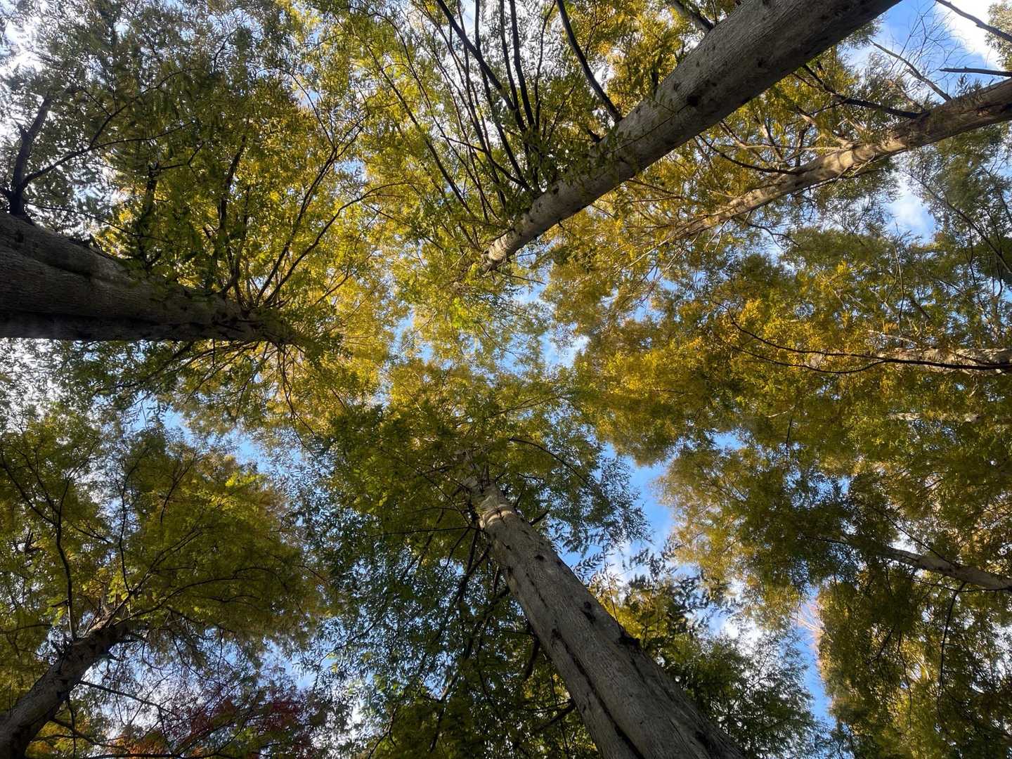 メタセコイアの紅葉。
