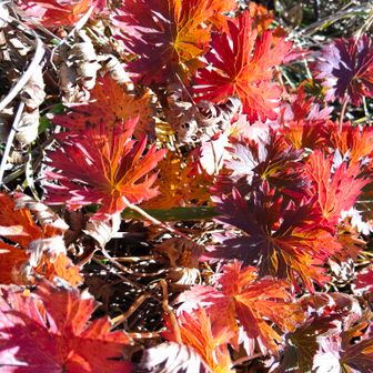 チングルマの葉の紅葉🍁