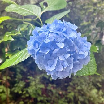紫陽花
