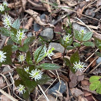 たくさん咲いてますが…
ヒトリシズカ✨
車に一回戻ってレポ確認して、探し忘れたことに気づき再出発して見つけました！