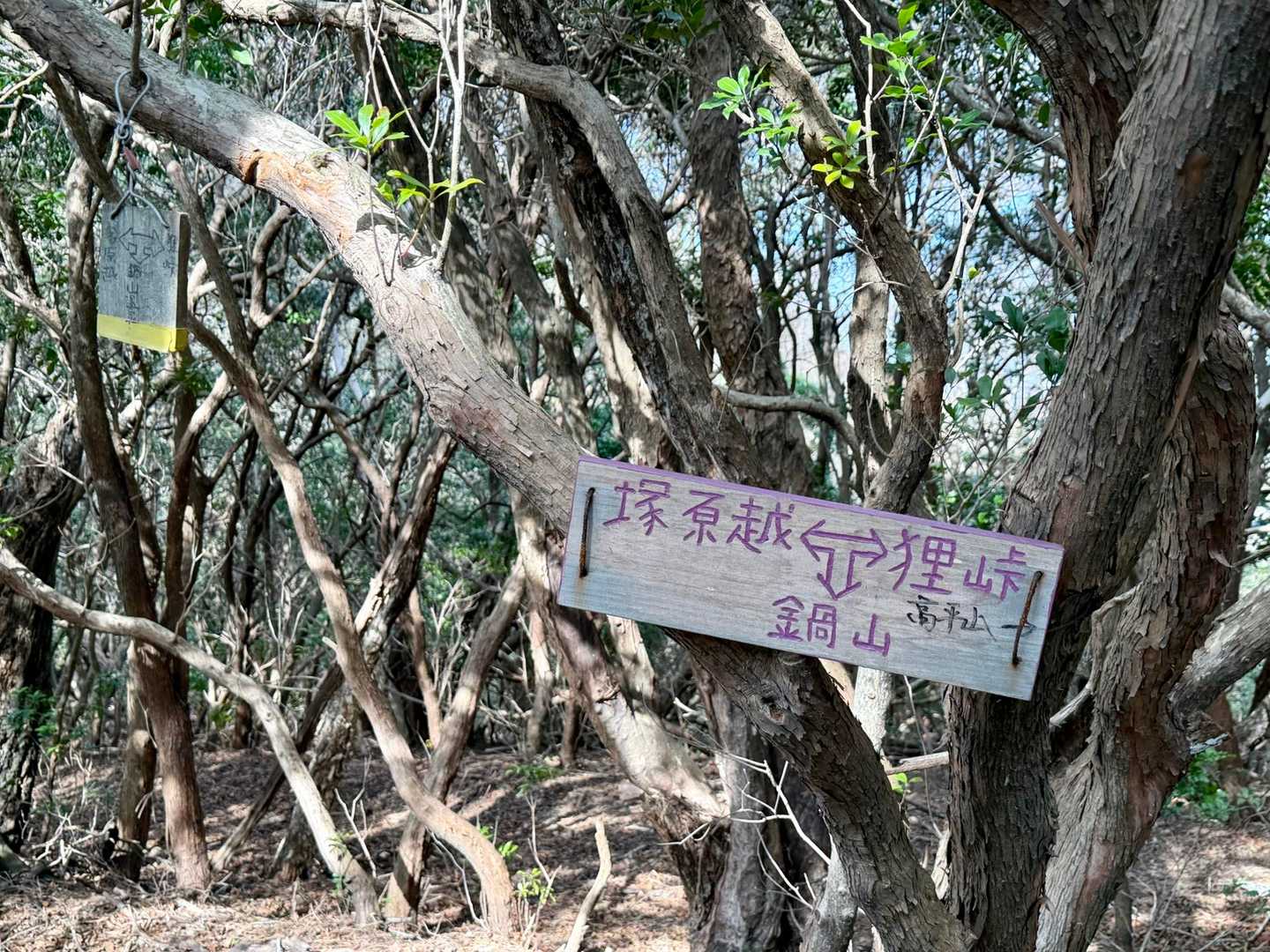 分岐まで来ました。
右の狸峠へ。