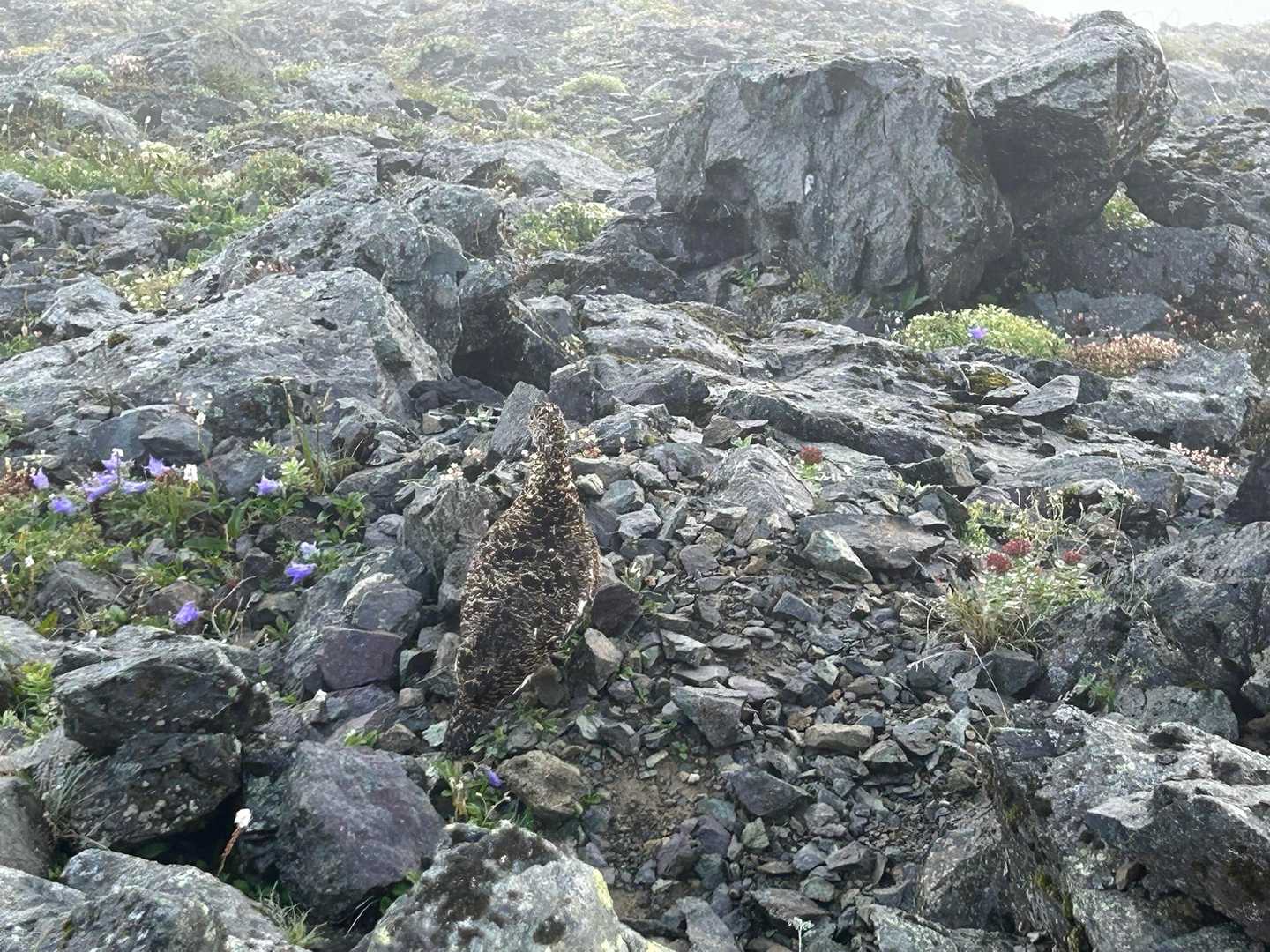赤石岳・聖岳登山口-笊ヶ岳登山口-駒鳥池-千枚岳-丸山-悪 周回コースの写真