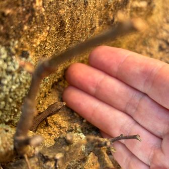 カナヘビの子供に会う🥰
うちの子になってくれんかな