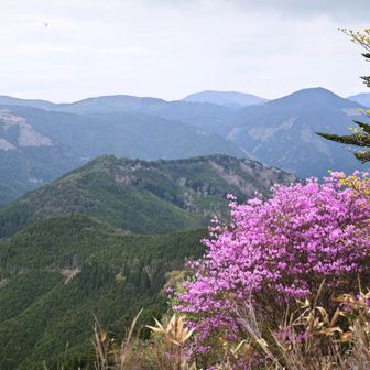 ツツジがきれい😍