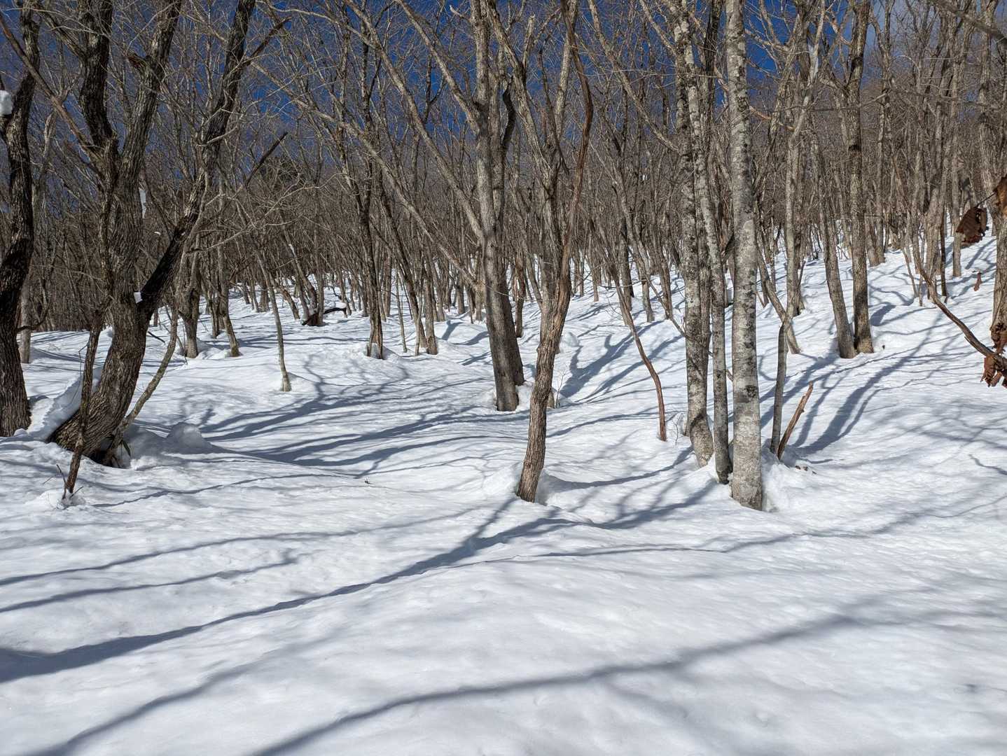 山頂までもずっとこんなかんじ