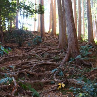 時々、こんな根っこ道も。