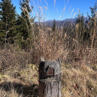 熊🐻ですか？🐖ぶたですか？