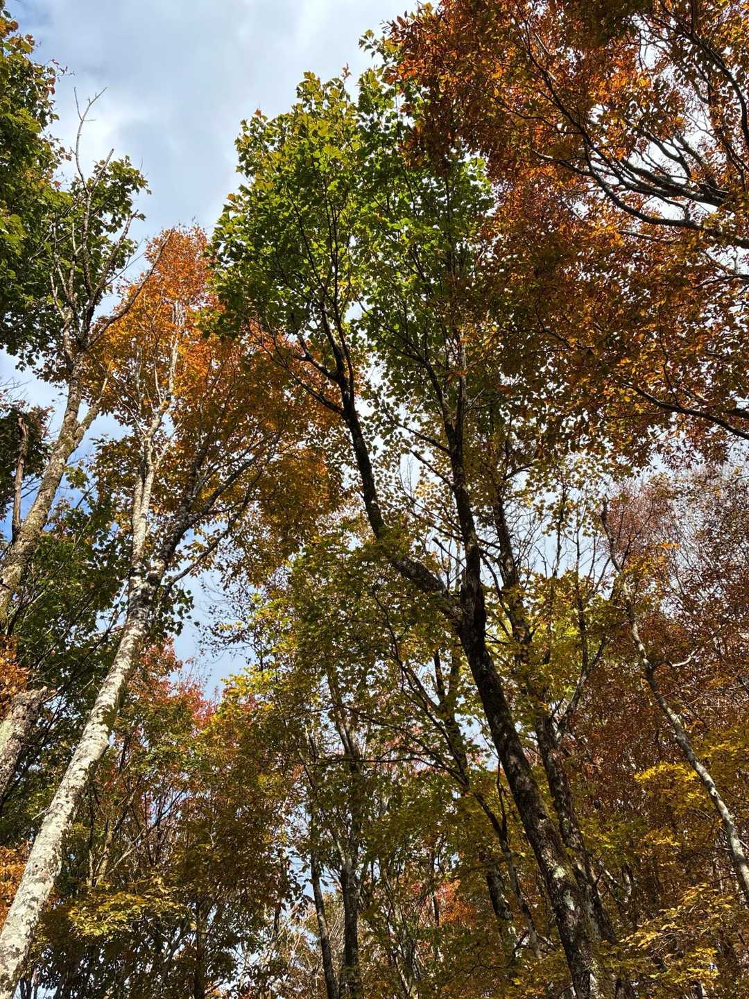 高清水トレイル登山口-大畝山-御林山-池川山 往復コースの写真
