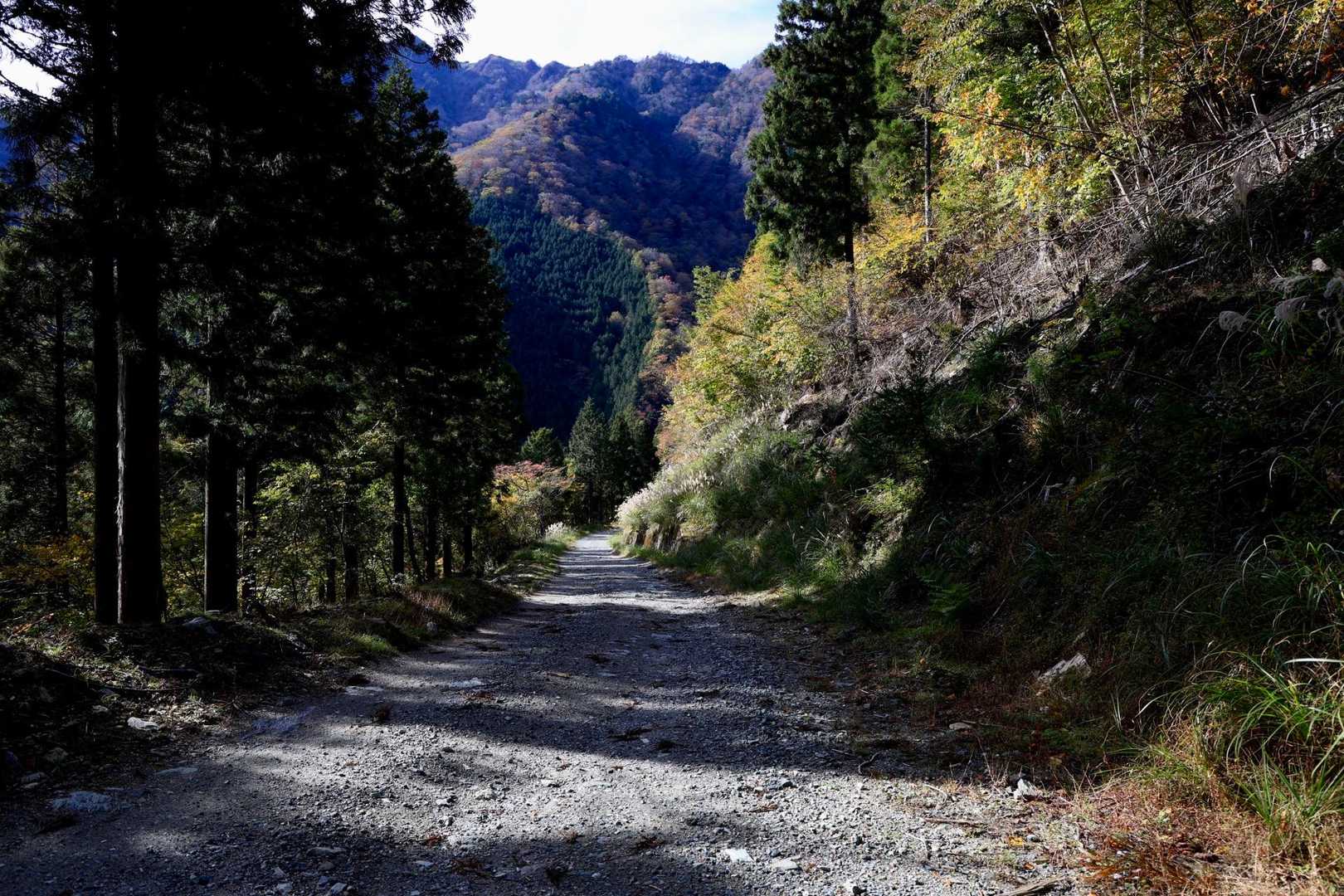 林道まで降りてきました