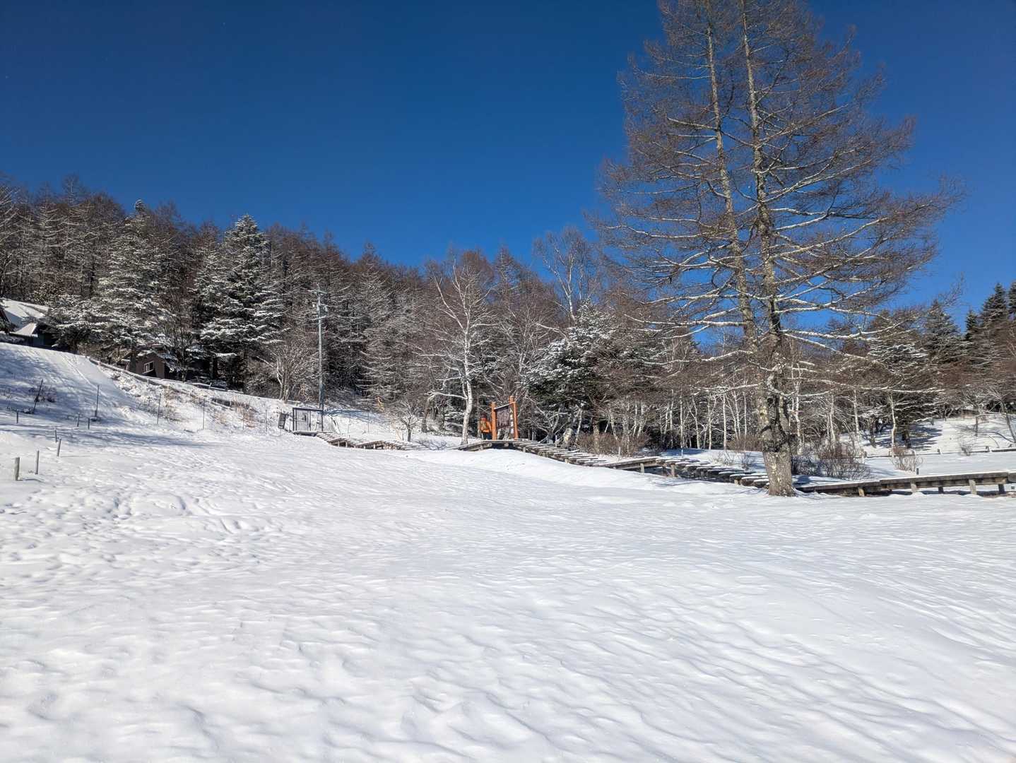 沢入登山口-入笠湿原-入笠山 往復コースの写真