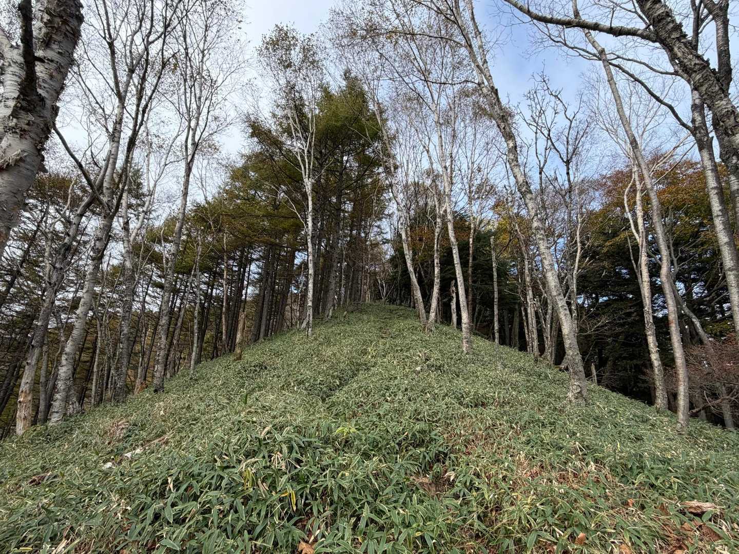 半月山-半月峠-中禅寺山 往復コースの写真