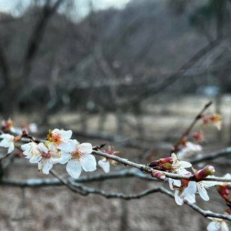 梅の花が咲いてました✨