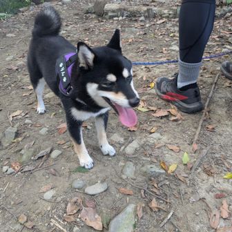 私たちよりも凛🐕のほうが元気でした😅