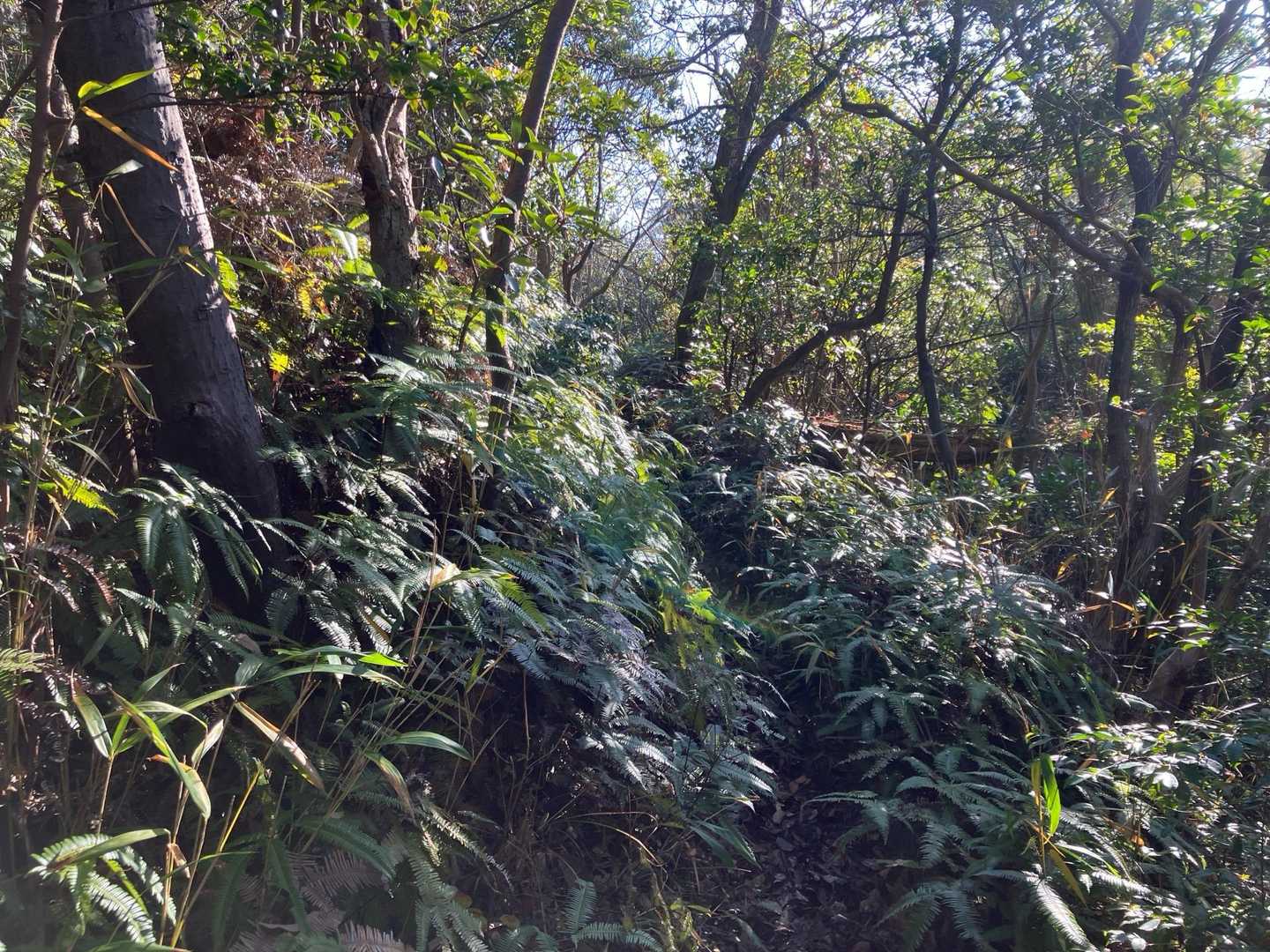 茶臼山-大谷山-大谷ダム 周回コースの写真