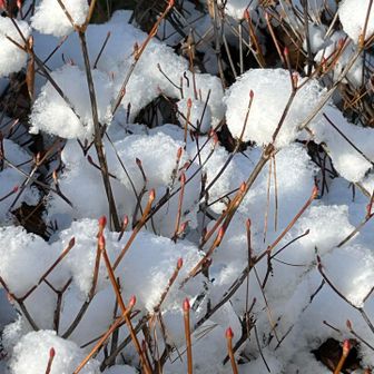 🙏厳冬期でも大自然の中に❄️雪の花❄️がひっそりと華やかに人の心を癒します☺️
