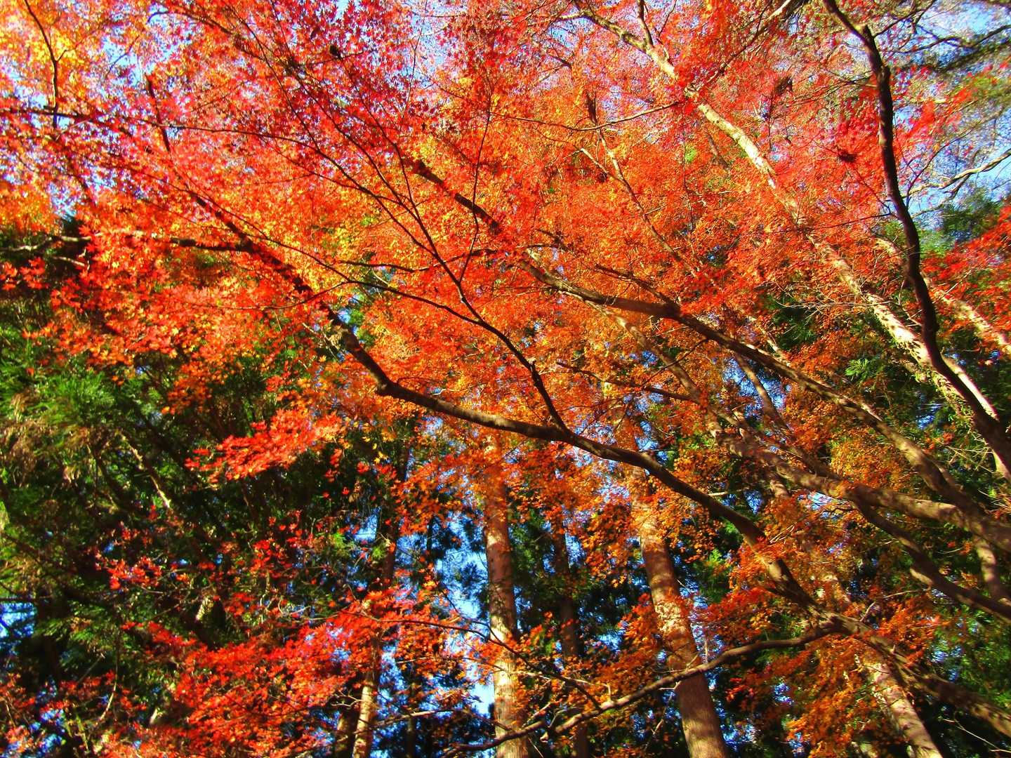 おー　まだ紅葉が綺麗🍁
スライド(団体様)が多数、皆さん帰り脚だねー
スライドの度に休憩です😅