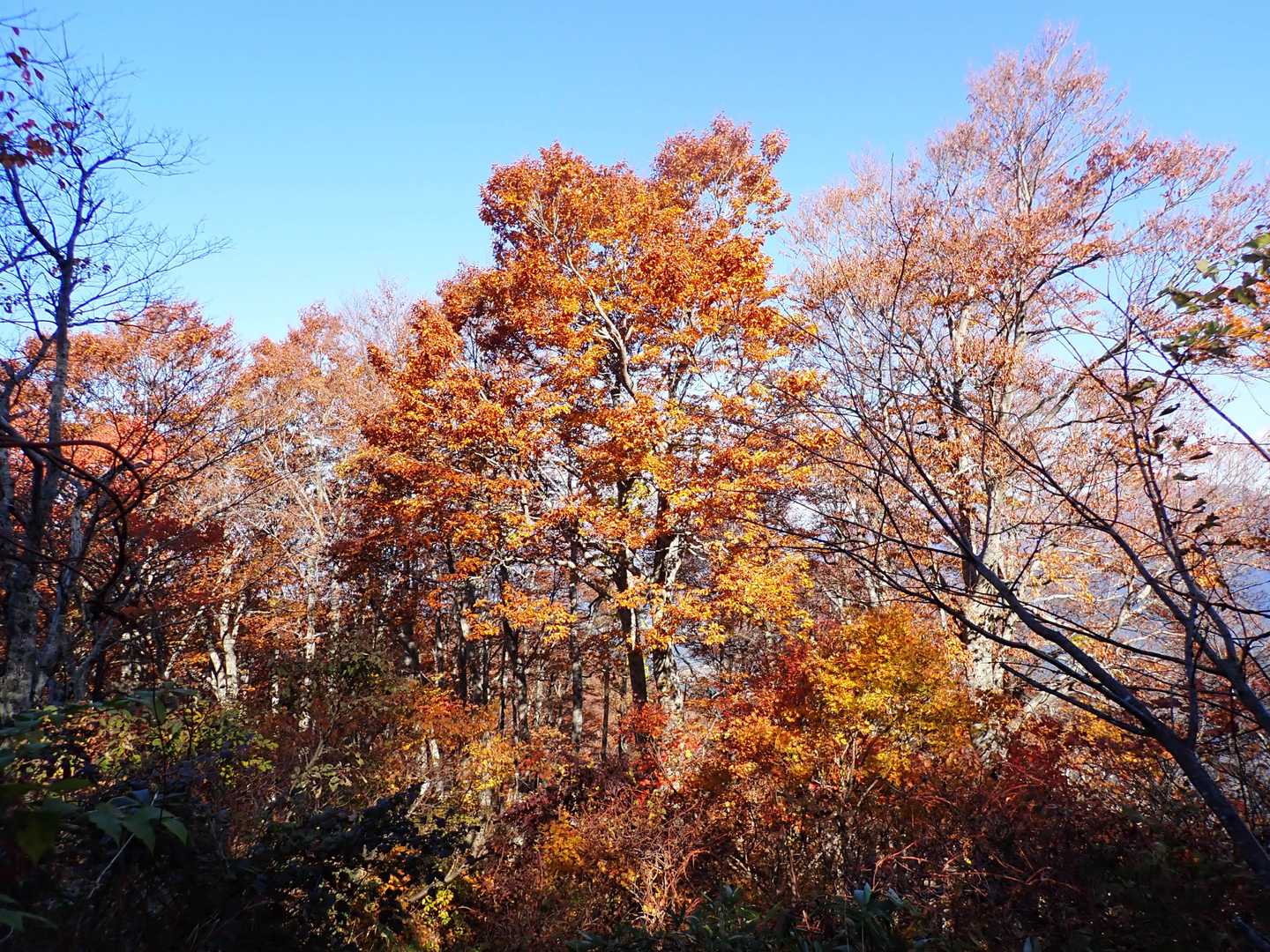 この紅葉です。