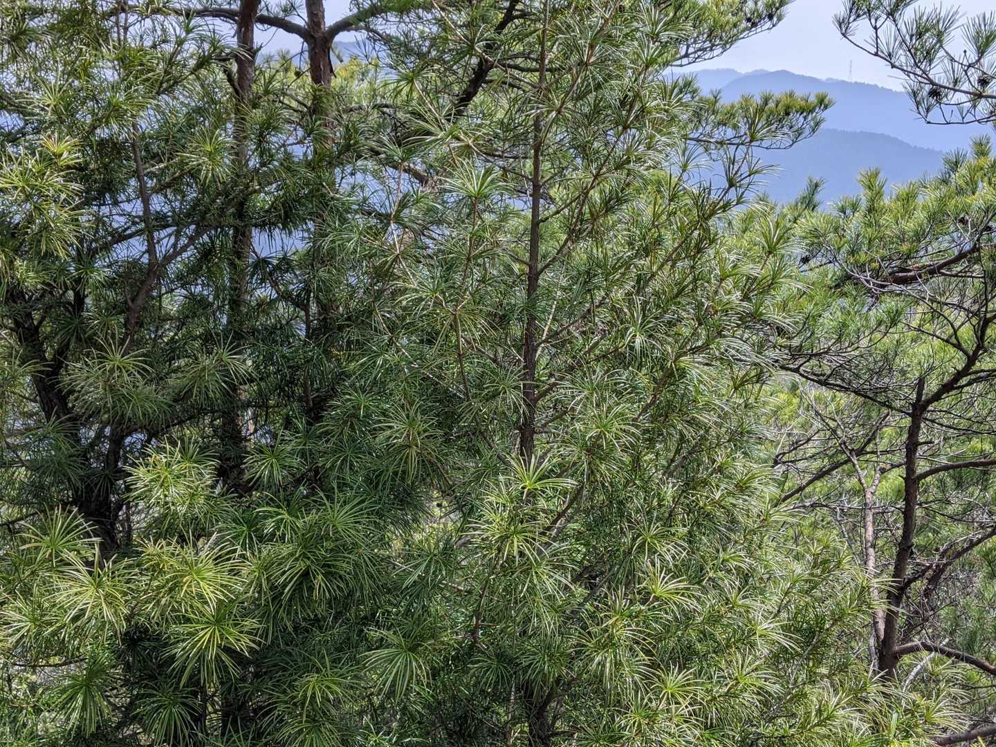 自生の槙の木が沢山いて驚いた。