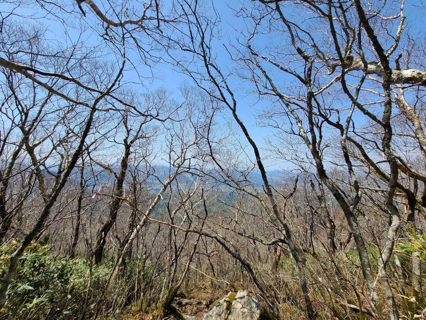 見晴らしが良くなってきたな