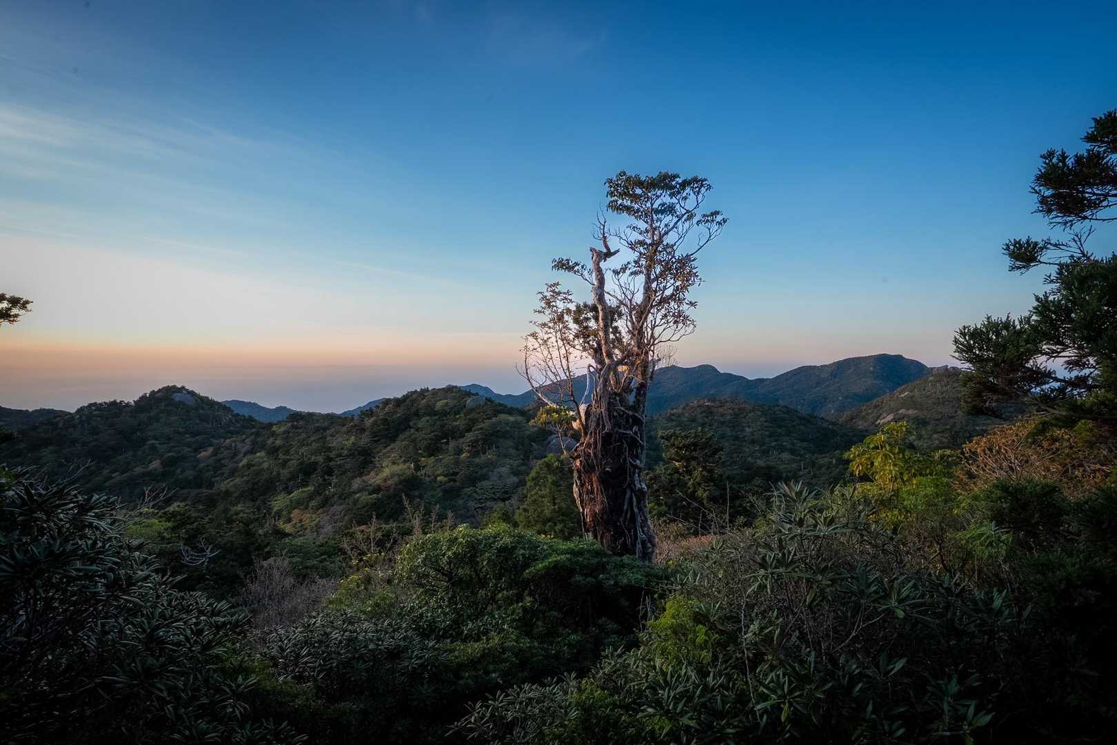 淀川登山口-花之江河-黒味岳-宮之浦岳-永田岳-縄文杉-大 縦走コースの写真