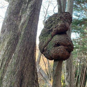 栂立ノ頭手前で見た、根のない他樹木に巻き付かれた木。