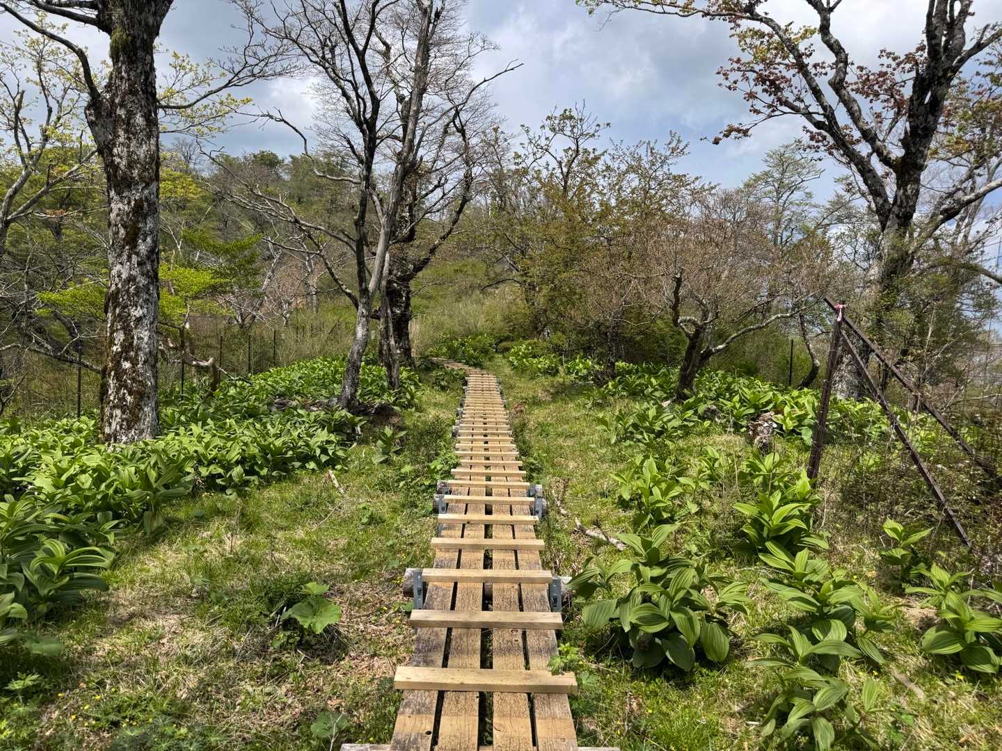 ツツジ新道-檜洞丸 往復コースの写真