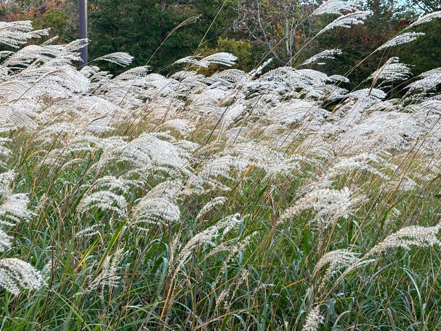 で、撮った写真がこれ💦