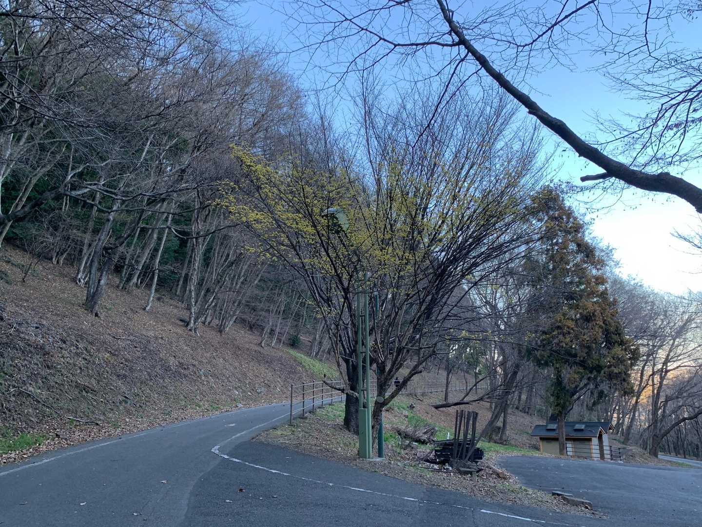 サンシュユ