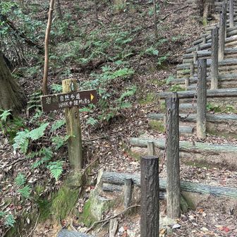 巻き道もありますが座談山へ向かいます