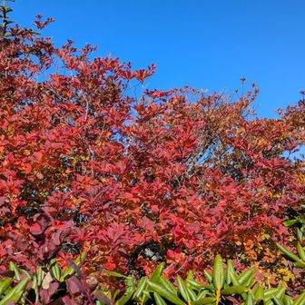 真っ赤に燃えるツツジが青空に映える🍁