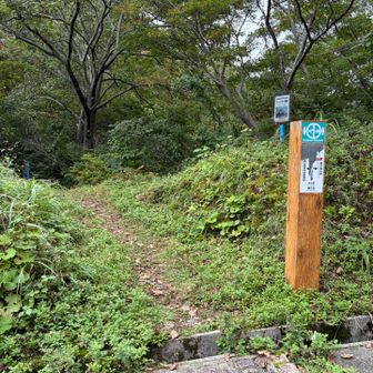 あとは低山２ピーク！！
これだけ歩いてきたからか、この低山もなかなかの曲者だった、、、でも、道はふかふかで歩きやすい