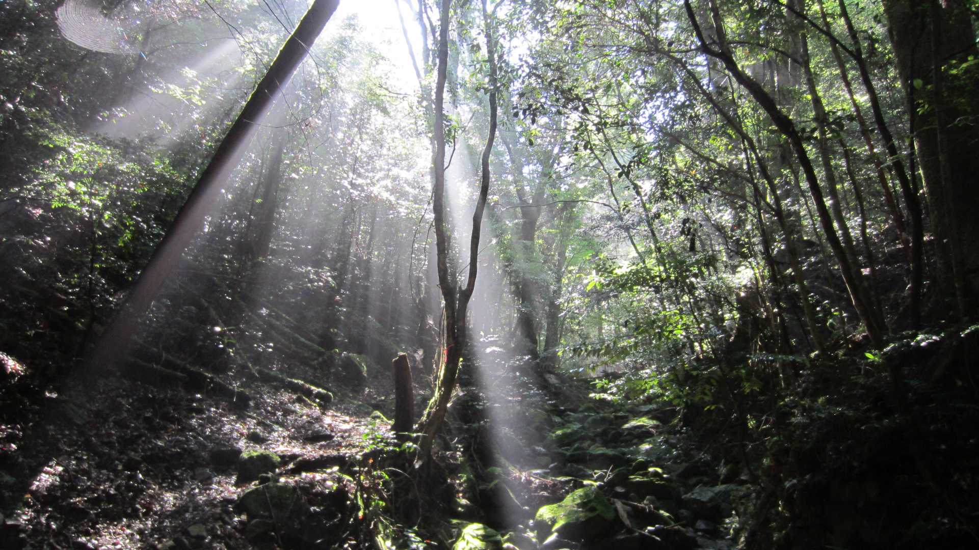 渓流沿いの登山道