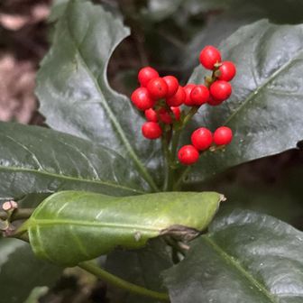 本宮山GET  今日の活動終わり